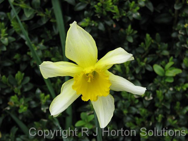 Daffodil Rydal